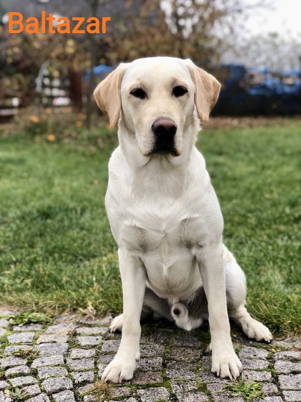 Chovatelská stanice labradorů Polepy u Kolína