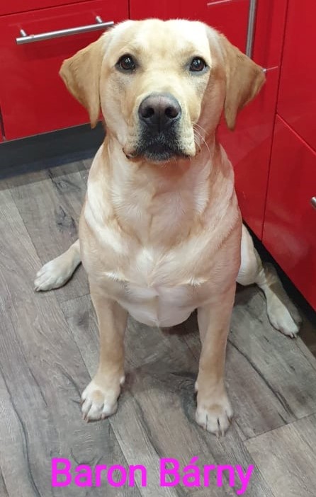 Chovatelská stanice labradorů Polepy u Kolína
