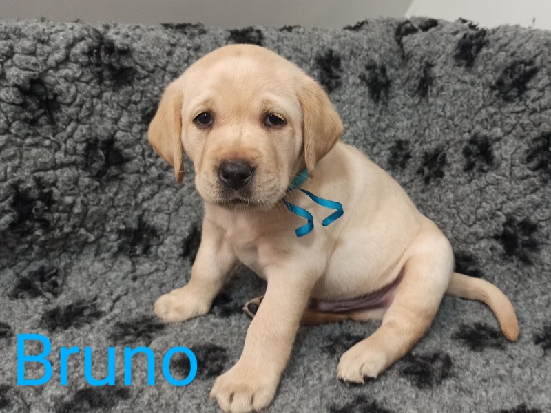 Chovatelská stanice labradorů Polepy u Kolína