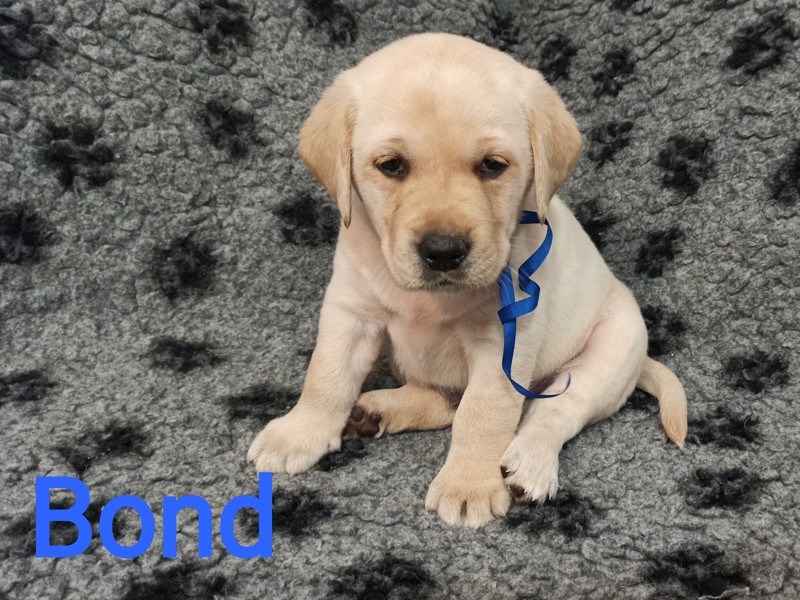Chovatelská stanice labradorů Polepy u Kolína