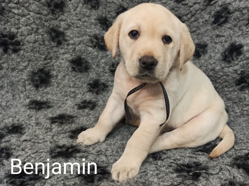 Chovatelská stanice labradorů Polepy u Kolína