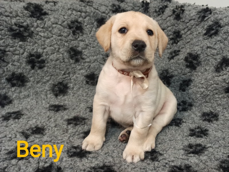 Chovatelská stanice labradorů Polepy u Kolína