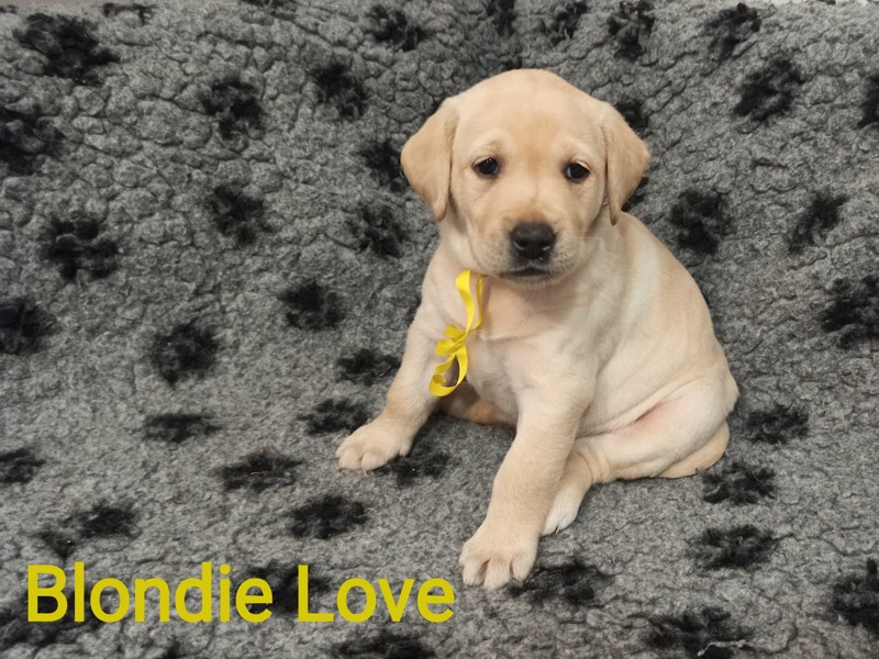 Chovatelská stanice labradorů Polepy u Kolína