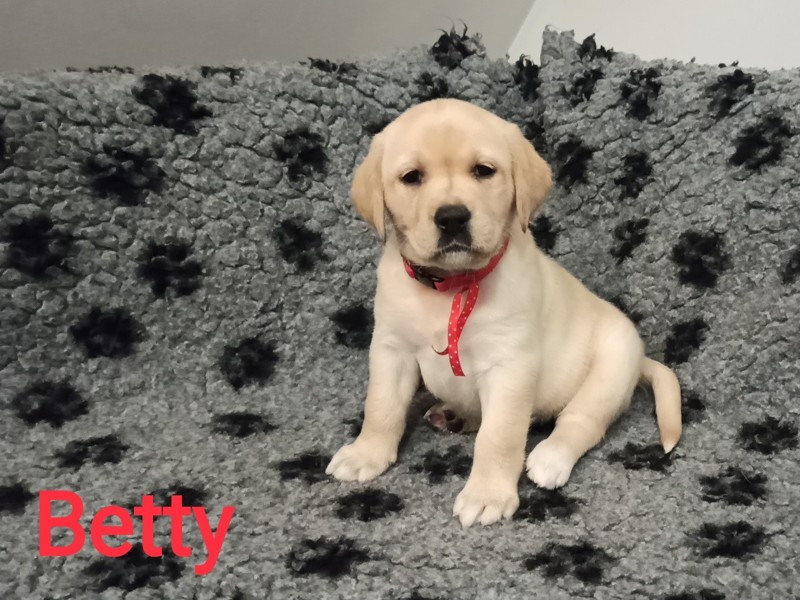 Chovatelská stanice labradorů Polepy u Kolína