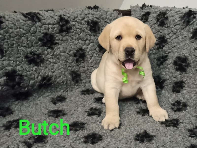 Chovatelská stanice labradorů Polepy u Kolína