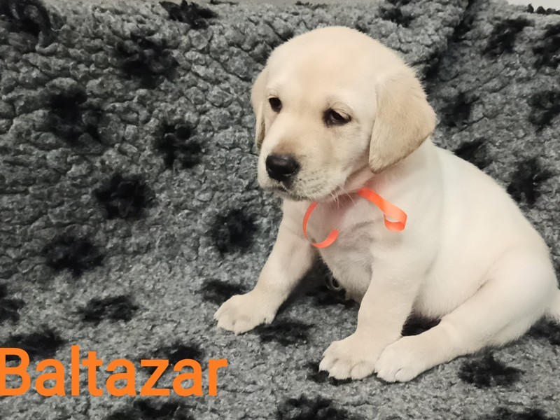 Chovatelská stanice labradorů Polepy u Kolína