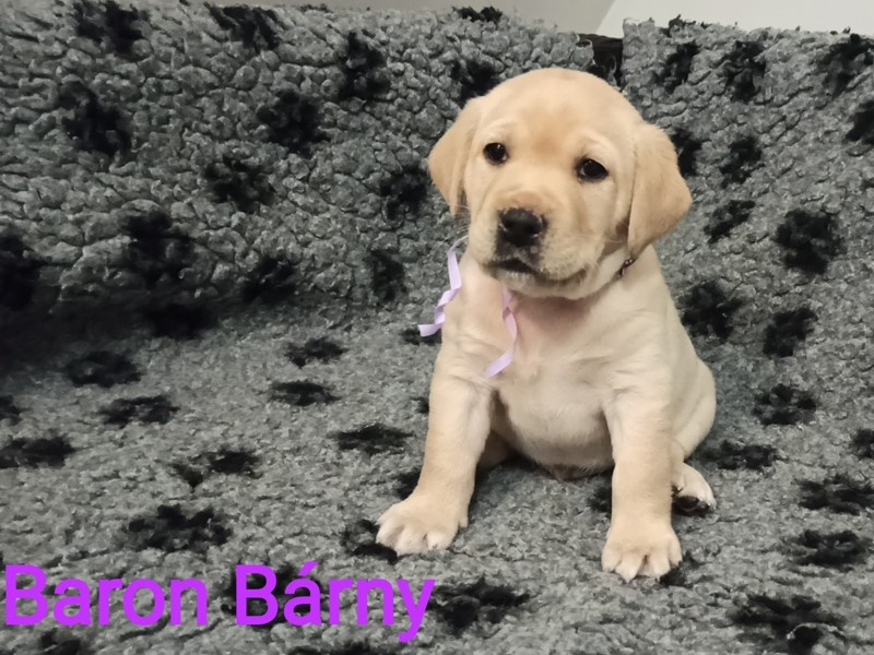 Chovatelská stanice labradorů Polepy u Kolína