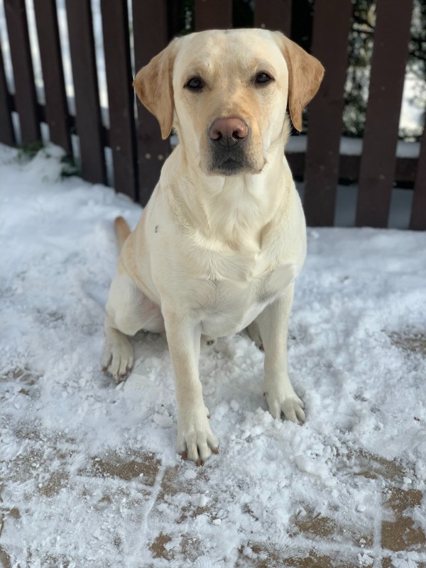 Chovatelská stanice labradorů Polepy u Kolína