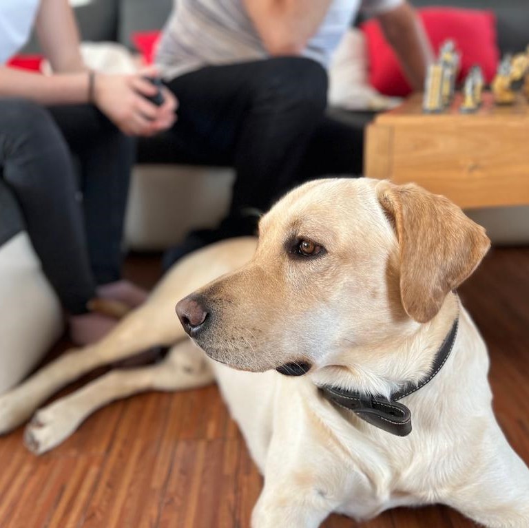 Chovatelská stanice labradorů Polepy u Kolína