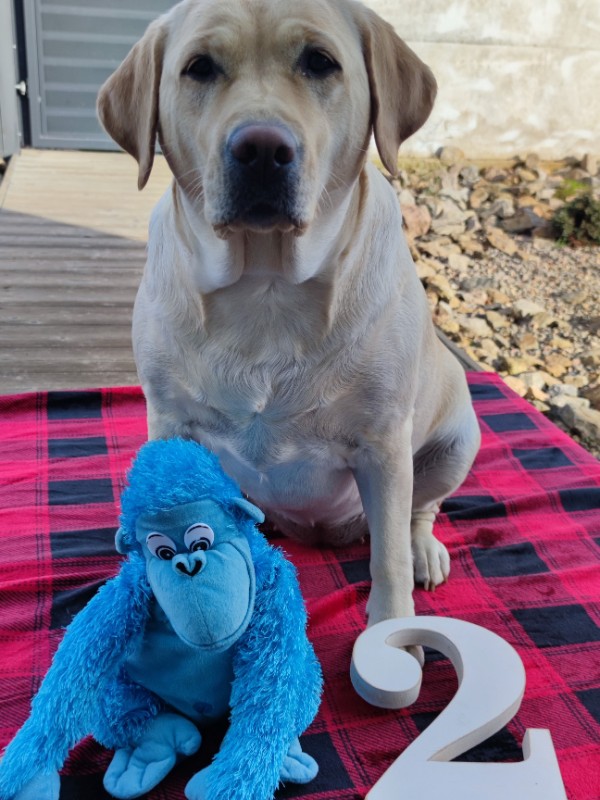 Chovatelská stanice labradorů Polepy u Kolína