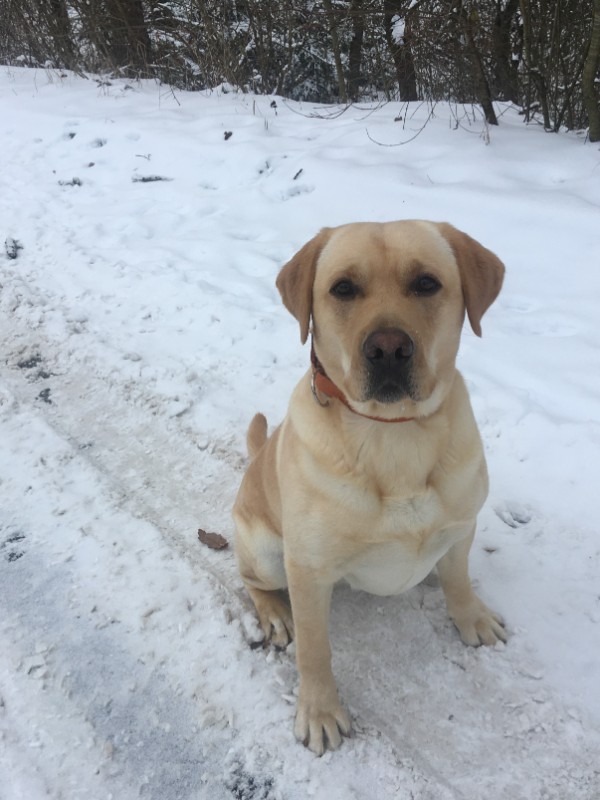 Chovatelská stanice labradorů Polepy u Kolína