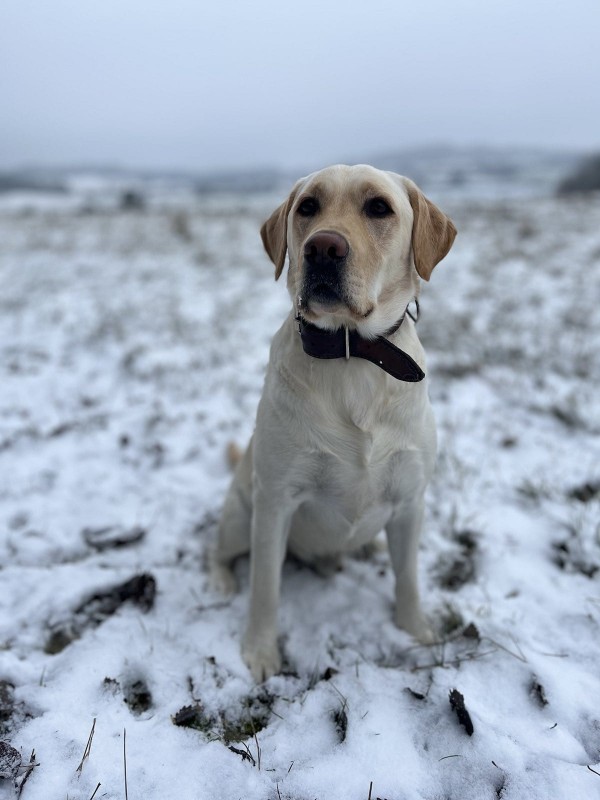 Chovatelská stanice labradorů Polepy u Kolína