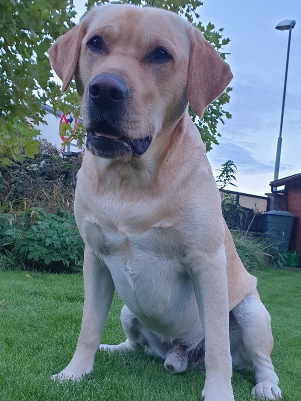 Chovatelská stanice labradorů Polepy u Kolína