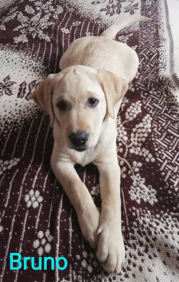 Chovatelská stanice labradorů Polepy u Kolína
