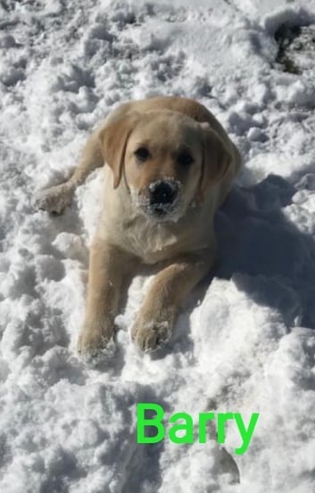 Chovatelská stanice labradorů Polepy u Kolína