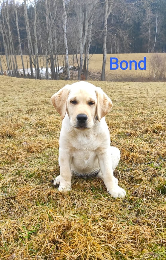 Chovatelská stanice labradorů Polepy u Kolína