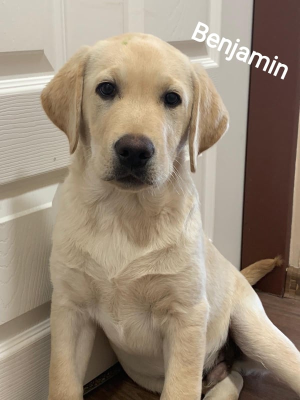 Chovatelská stanice labradorů Polepy u Kolína