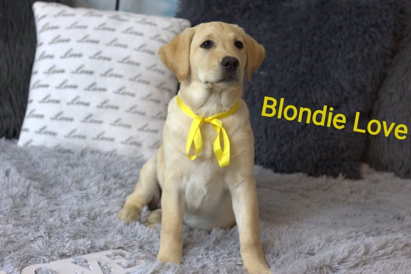 Chovatelská stanice labradorů Polepy u Kolína