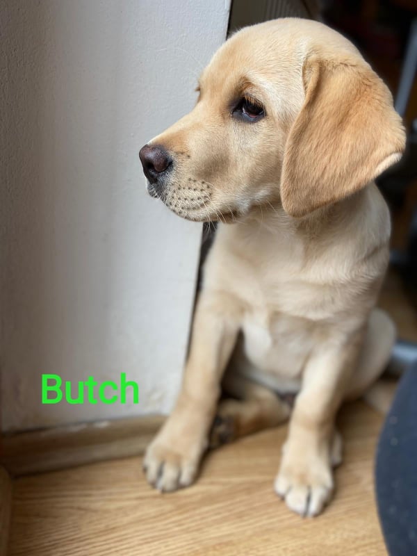 Chovatelská stanice labradorů Polepy u Kolína