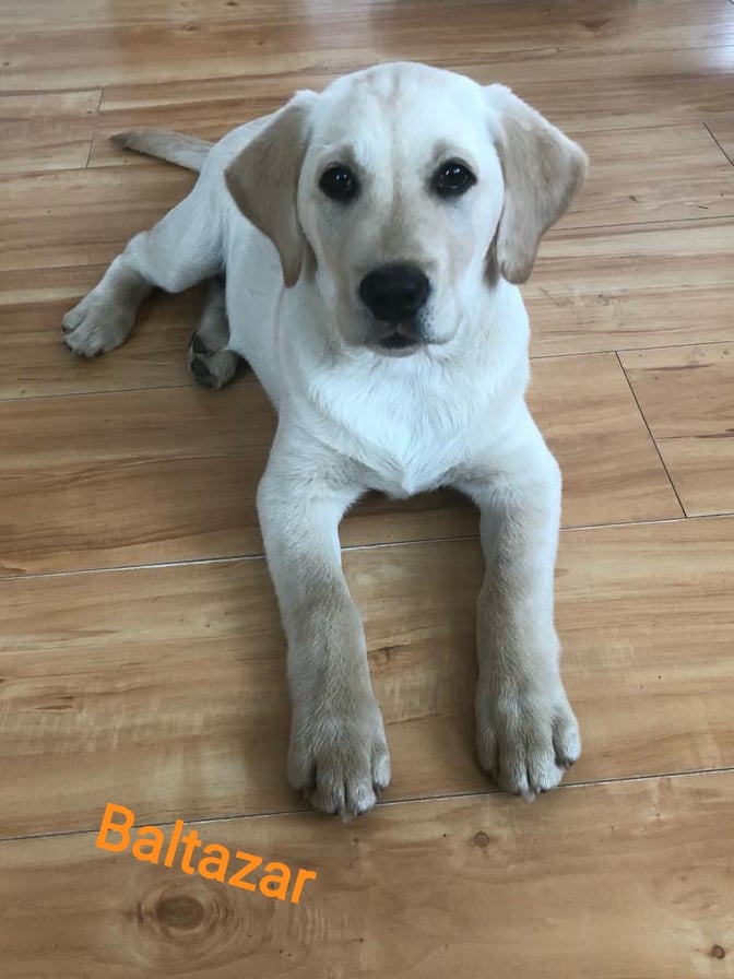 Chovatelská stanice labradorů Polepy u Kolína