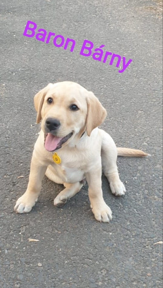 Chovatelská stanice labradorů Polepy u Kolína