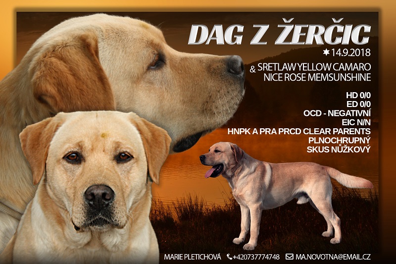 Štěňátka labradorských retrívrů vrh B