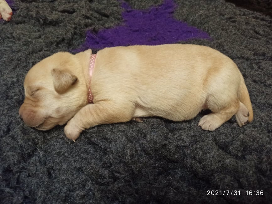Chovatelská stanice labradorů Polepy u Kolína