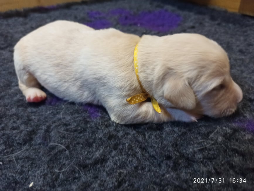 Chovatelská stanice labradorů Polepy u Kolína