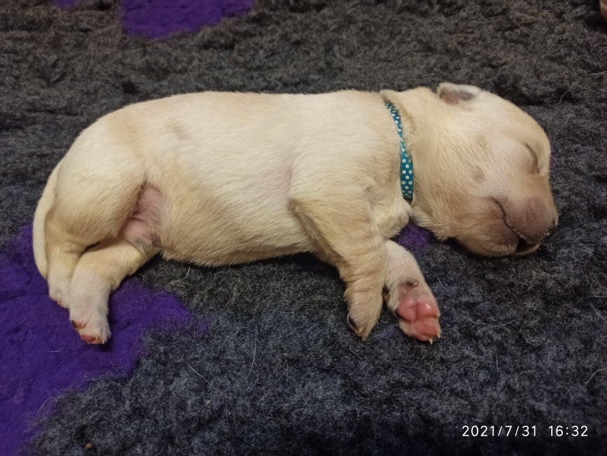 Chovatelská stanice labradorů Polepy u Kolína