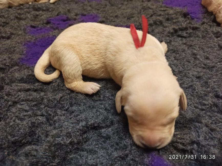 Chovatelská stanice labradorů Polepy u Kolína