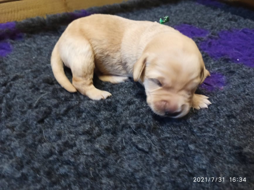 Chovatelská stanice labradorů Polepy u Kolína