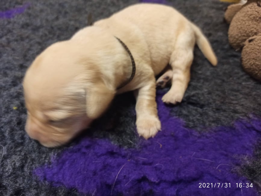 Chovatelská stanice labradorů Polepy u Kolína