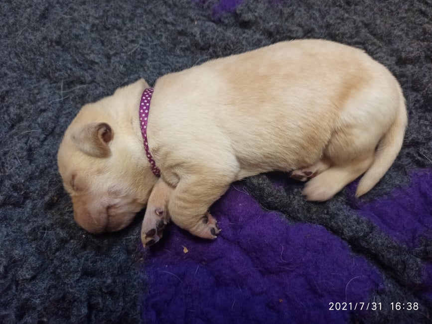 Chovatelská stanice labradorů Polepy u Kolína