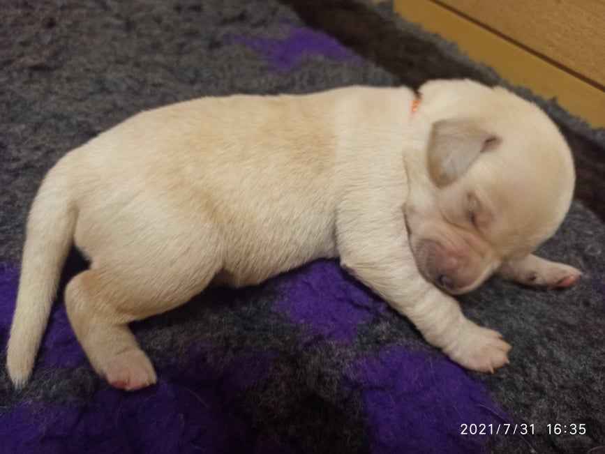 Chovatelská stanice labradorů Polepy u Kolína