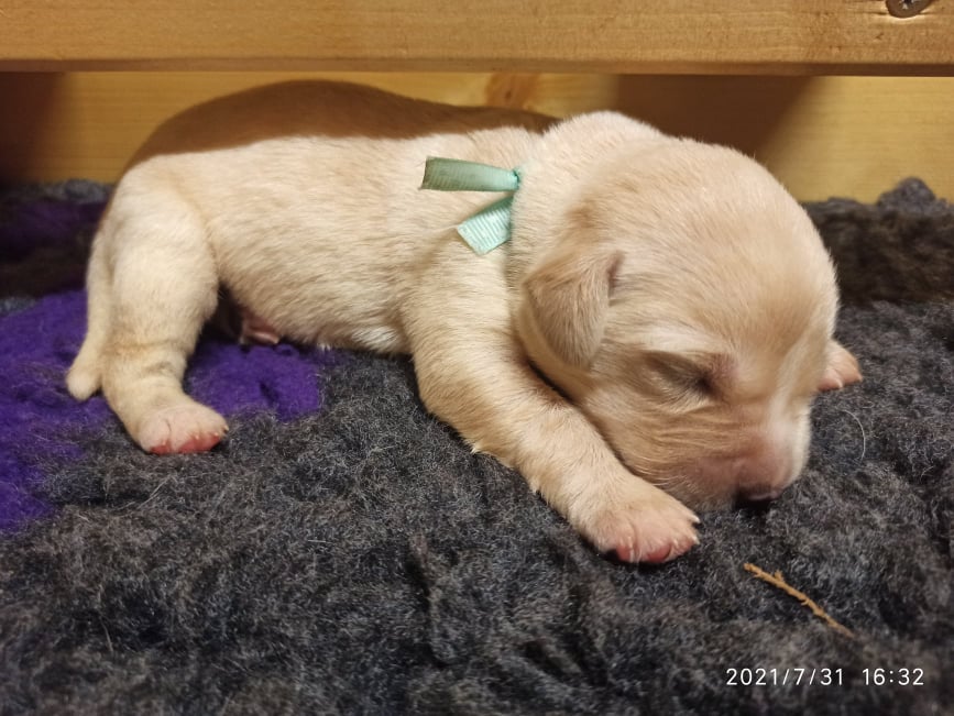 Chovatelská stanice labradorů Polepy u Kolína