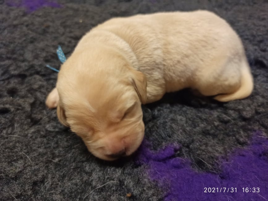 Chovatelská stanice labradorů Polepy u Kolína