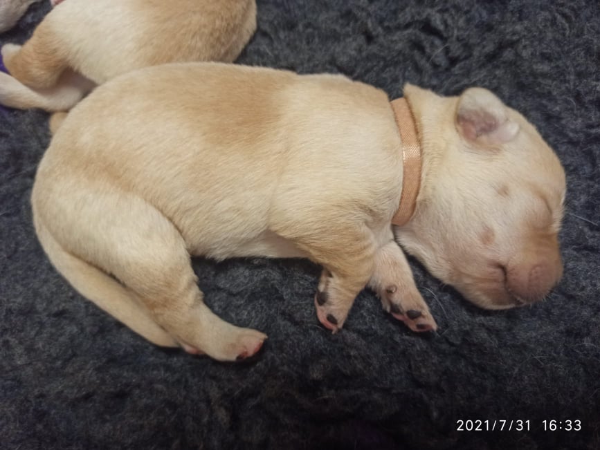 Chovatelská stanice labradorů Polepy u Kolína