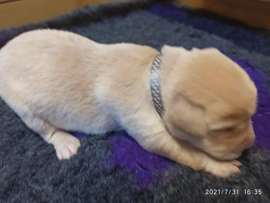 Chovatelská stanice labradorů Polepy u Kolína