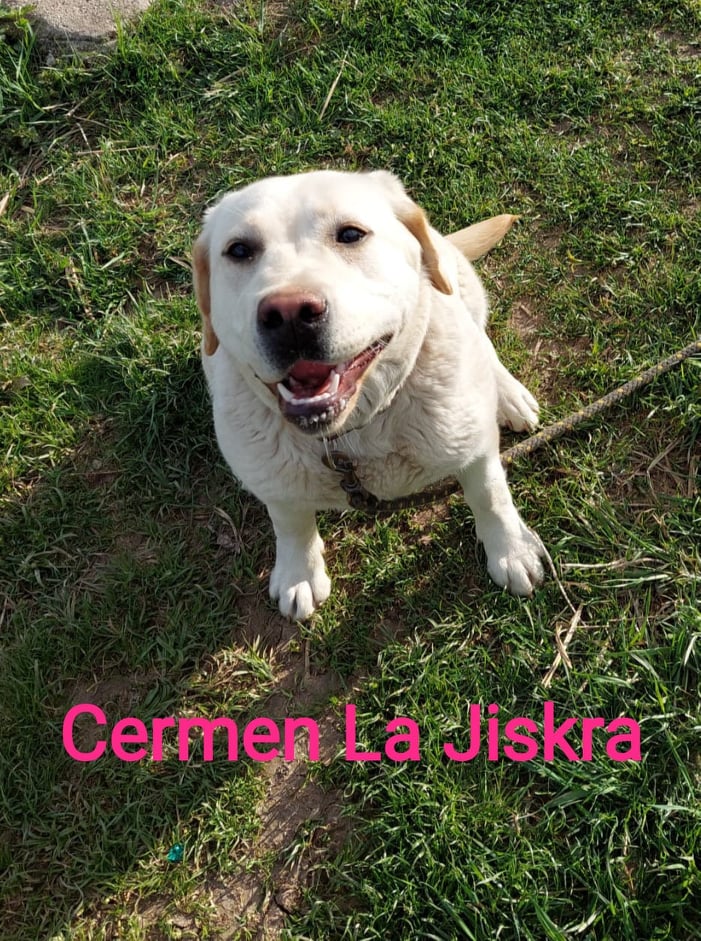 Chovatelská stanice labradorů Polepy u Kolína