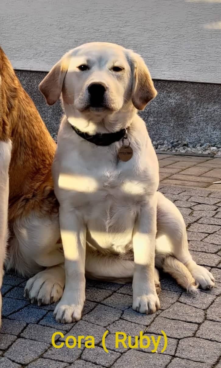 Chovatelská stanice labradorů Polepy u Kolína