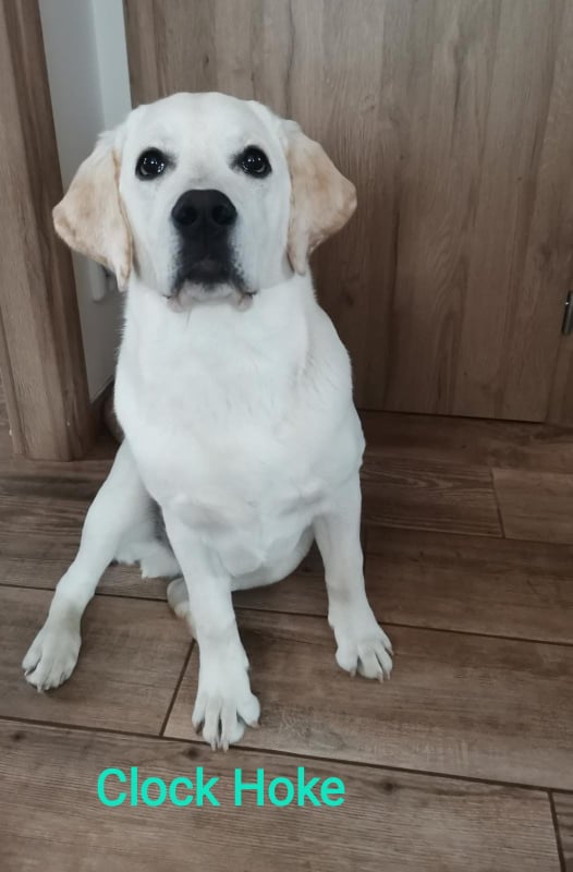 Chovatelská stanice labradorů Polepy u Kolína
