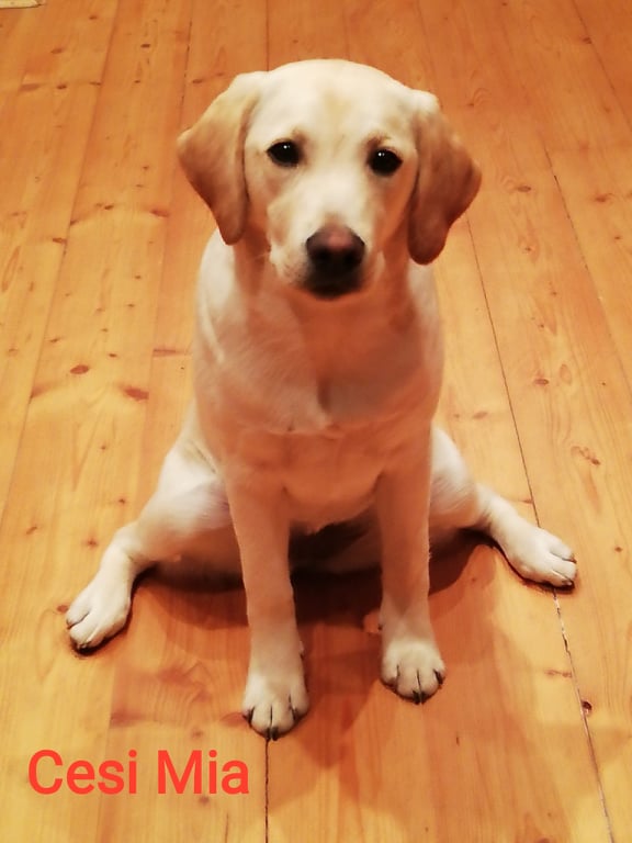 Chovatelská stanice labradorů Polepy u Kolína