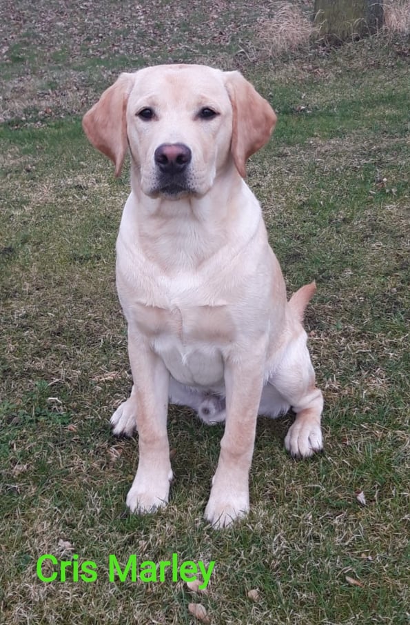 Chovatelská stanice labradorů Polepy u Kolína