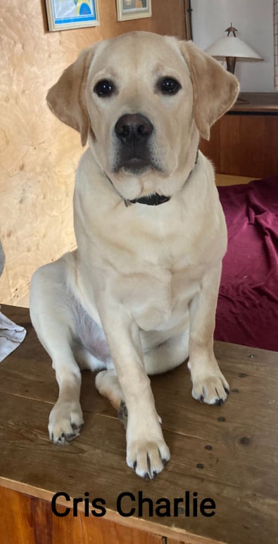 Chovatelská stanice labradorů Polepy u Kolína