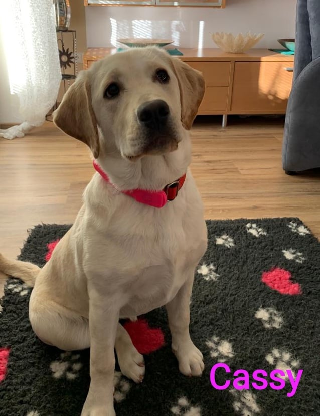 Chovatelská stanice labradorů Polepy u Kolína