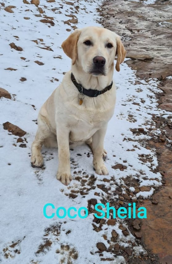 Chovatelská stanice labradorů Polepy u Kolína
