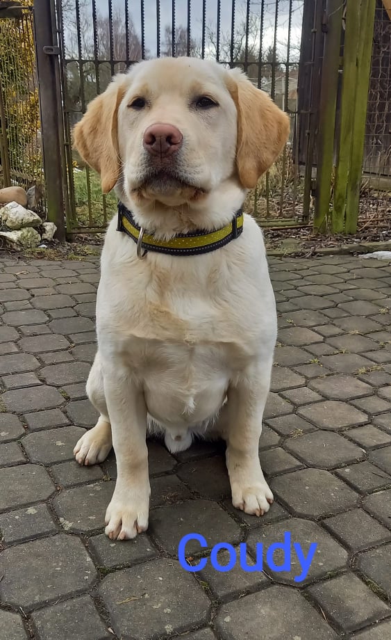 Chovatelská stanice labradorů Polepy u Kolína