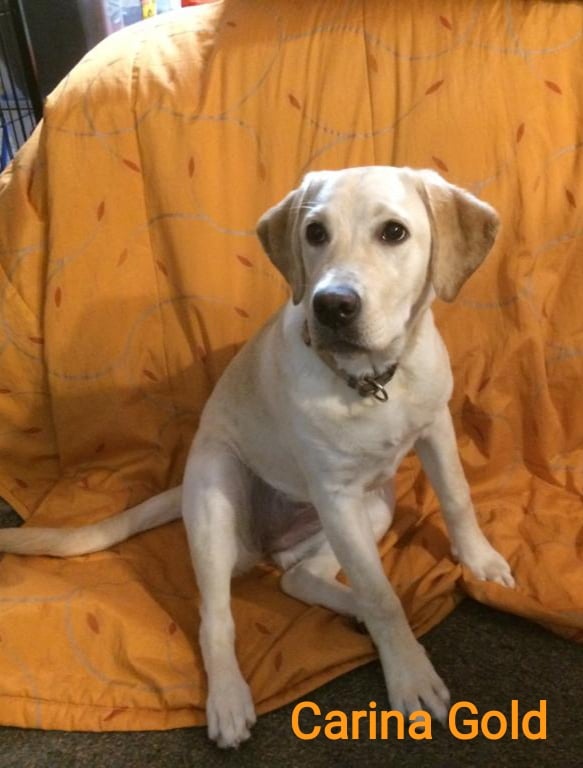 Chovatelská stanice labradorů Polepy u Kolína