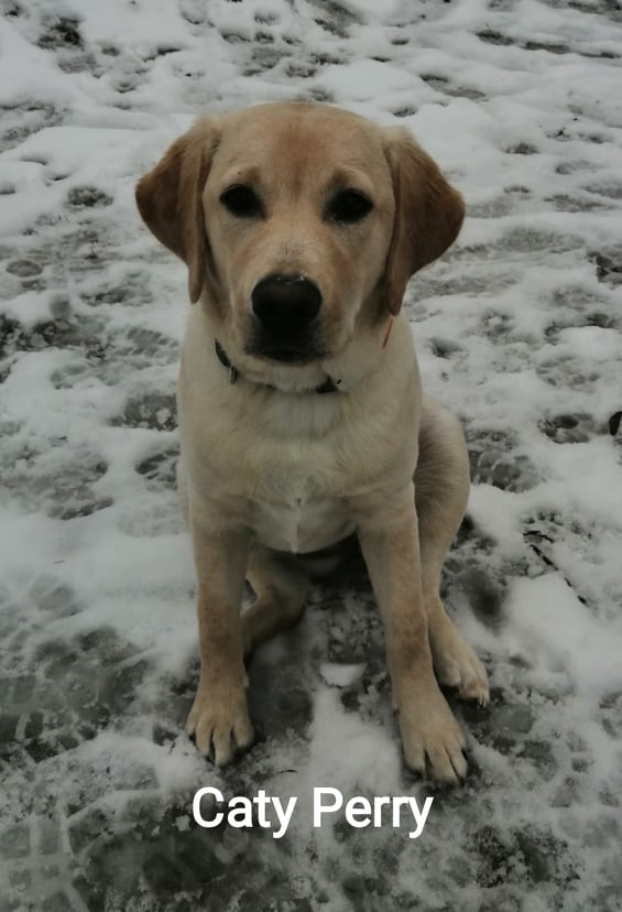 Chovatelská stanice labradorů Polepy u Kolína