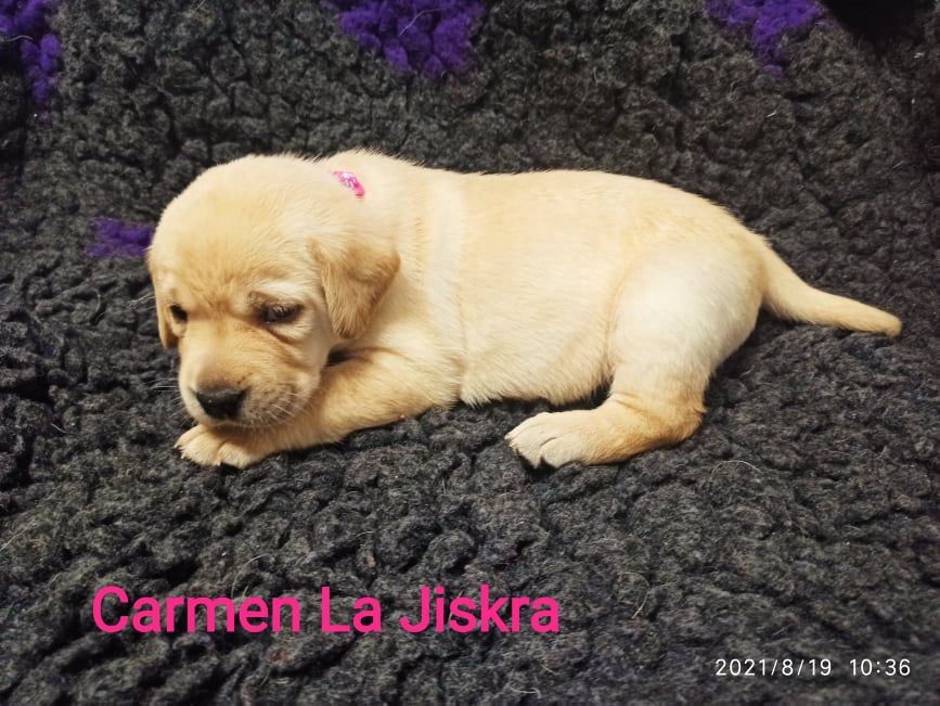 Chovatelská stanice labradorů Polepy u Kolína